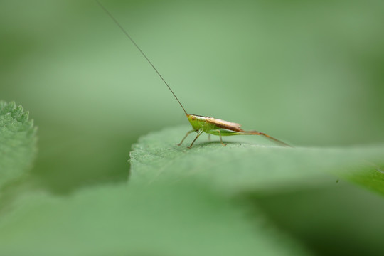 昆虫微距摄影