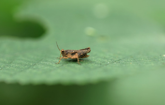 小蝗虫特写