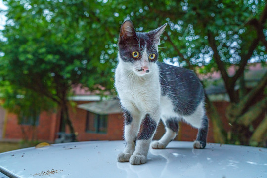 花猫