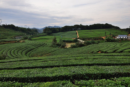 茶山茶园