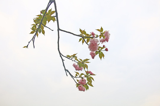 粉红色的樱花高清摄影图