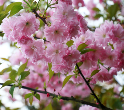 粉红樱花高清摄影图