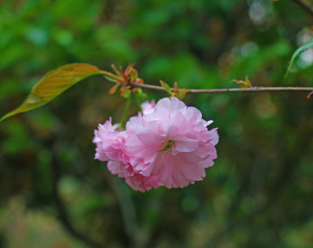 粉红樱花高清摄影图