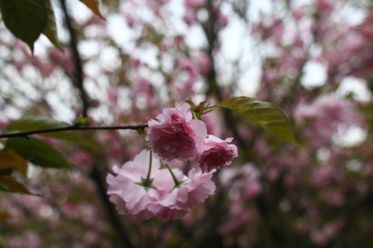 粉红樱花高清摄影图