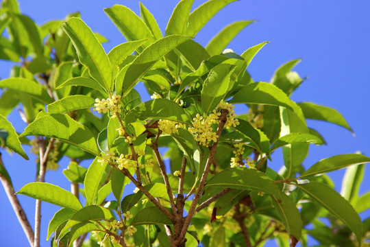 桂花