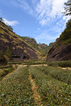 武夷山茶园