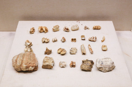 旧石器时代动物牙齿