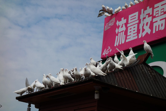 和平鸽