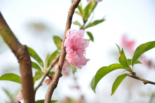 桃花一片红