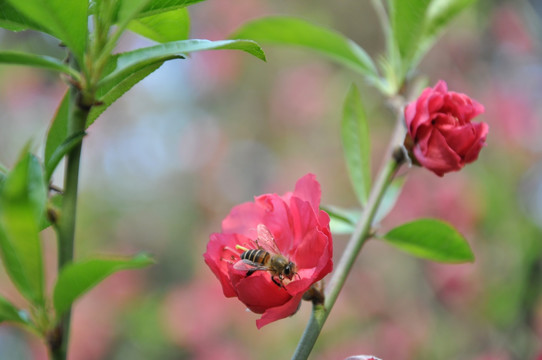 红色桃花瓣