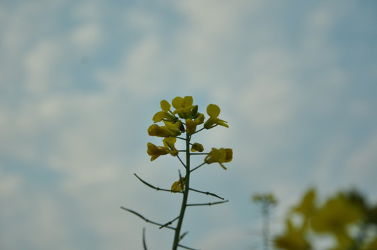 一颗油菜花