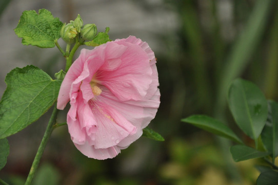 花卉粉红