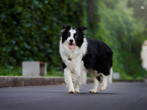 边境牧羊犬