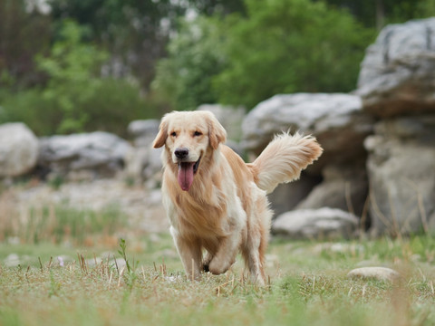 金毛巡回猎犬