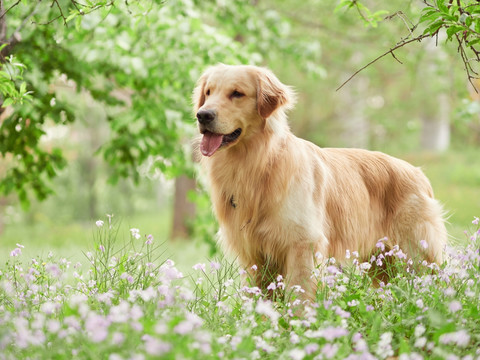 金毛巡回猎犬