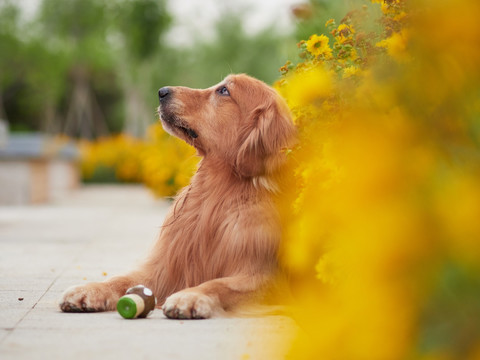 金毛巡回猎犬