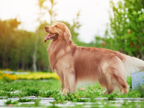 金毛巡回猎犬