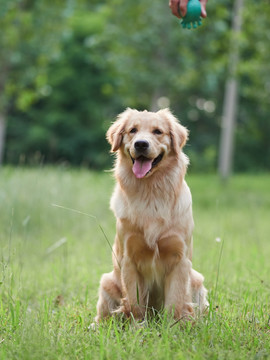 金毛巡回猎犬