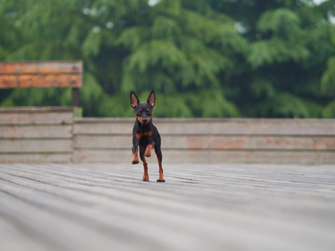 鹿犬