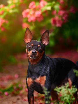 鹿犬