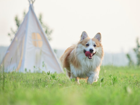 彭布罗克威尔士柯基犬