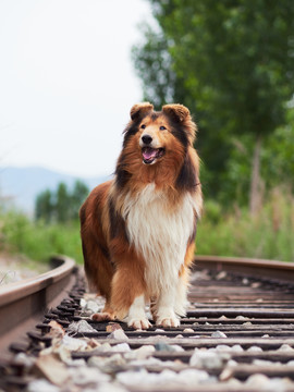 苏格兰牧羊犬