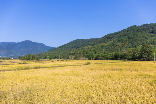 田野风光