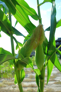 玉米须