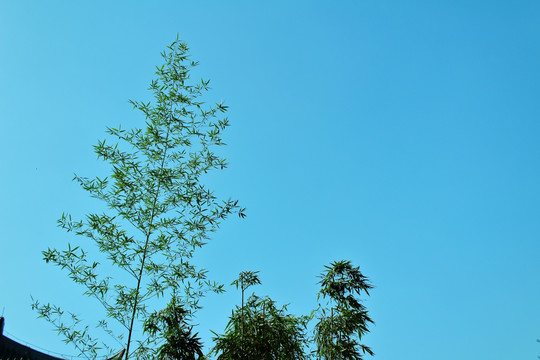 竹子蓝天