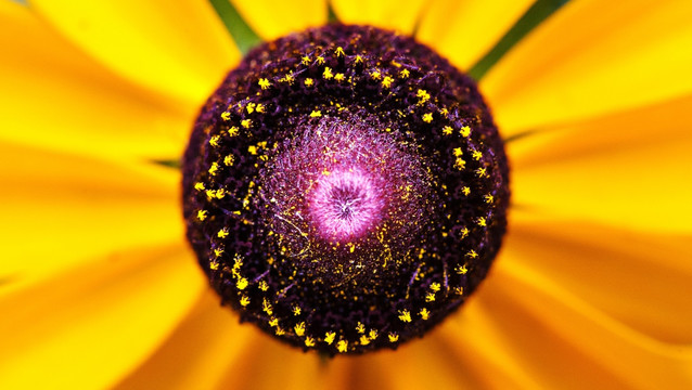 花冠花蕊