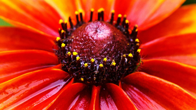 花冠花蕊