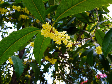 桂花