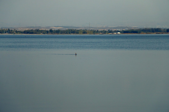 青格达湖的水鸟
