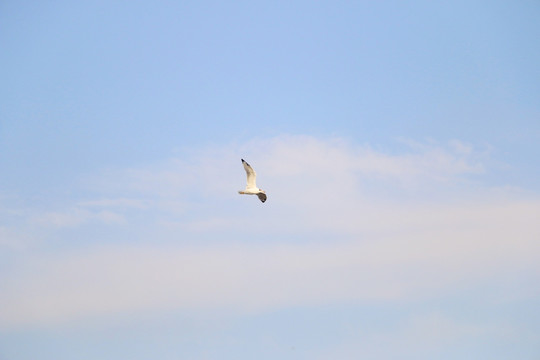 自由翱翔的水鸟