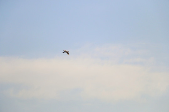 自由翱翔的水鸟