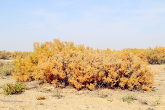 金秋的沙漠红柳