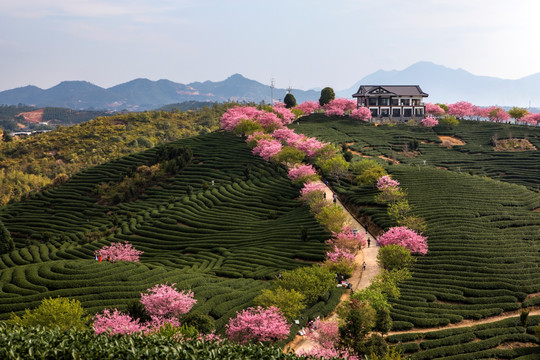 茶生产基地