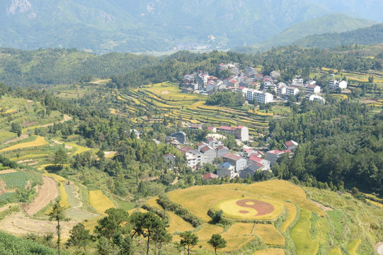 茗岙稻田