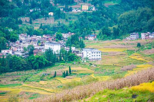 山村稻田