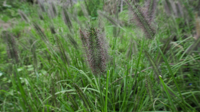 狗尾巴草特写