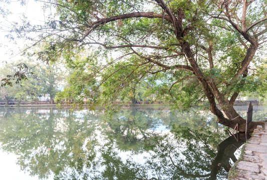 湖边大树倒影