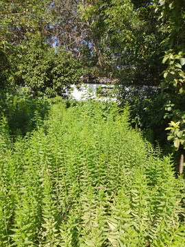植物野草