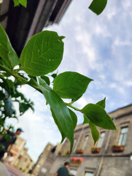 植物特写