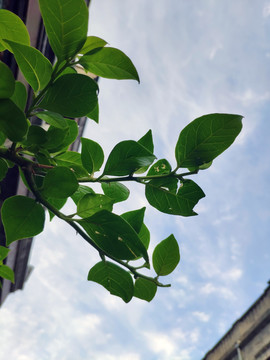 植物特写