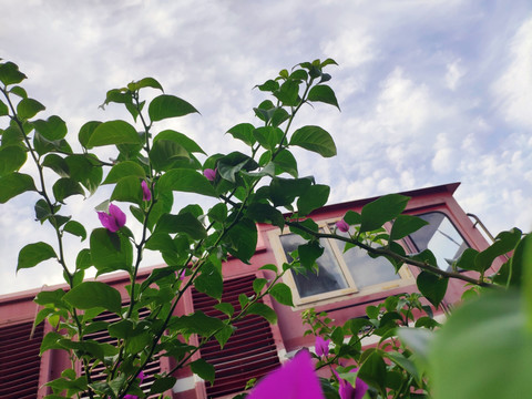 植物特写