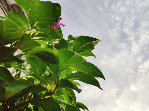 植物特写