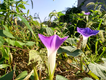 牵牛花