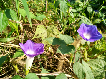 牵牛花