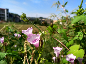 蔬菜