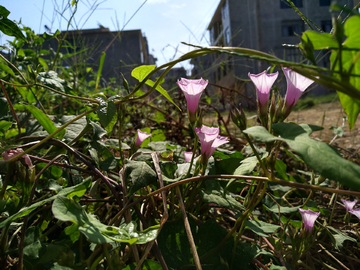 牵牛花